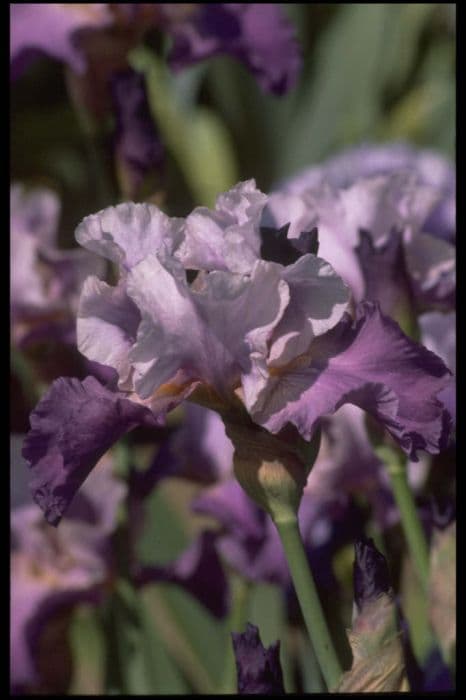 iris 'Cardew'