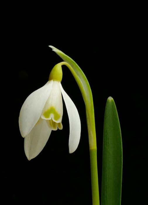 snowdrop 'Ray Cobb'