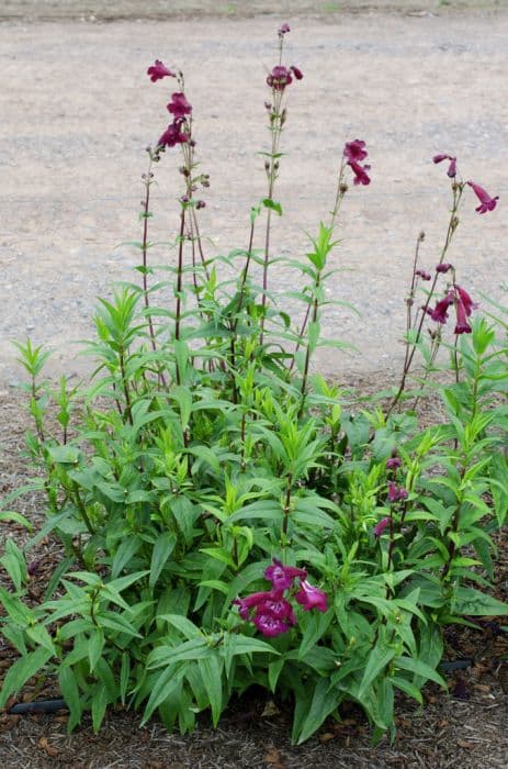 penstemon 'Purple Passion'