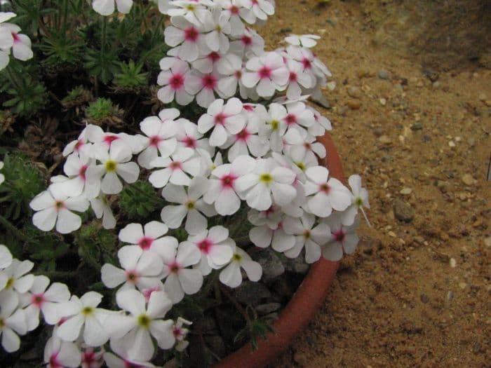 shaggy rock jasmine