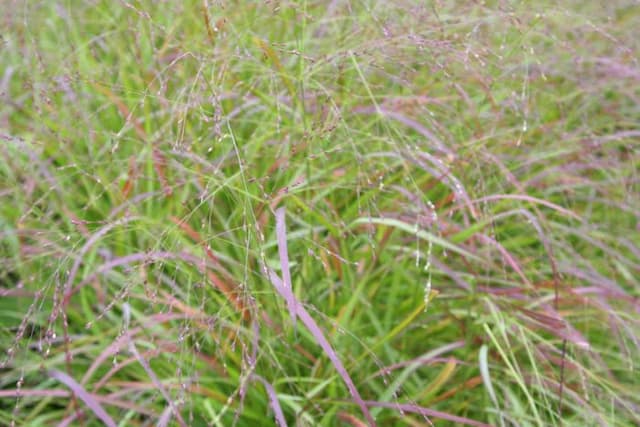 Switch grass 'Hänse Herms'