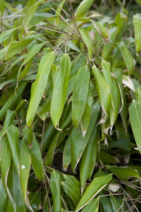 large-leaved bamboo