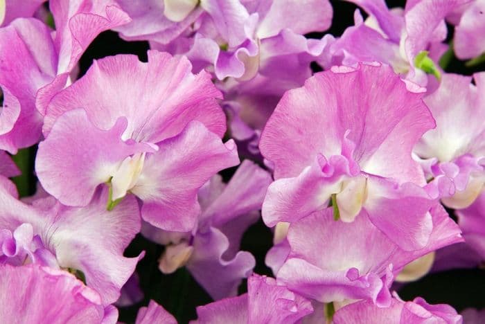 sweet pea 'George Priestley'