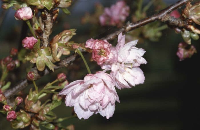 cherry 'Pink Perfection'