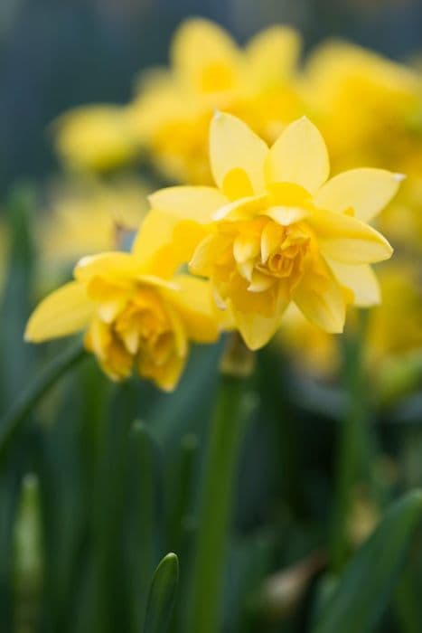 daffodil 'Tête Bouclé'