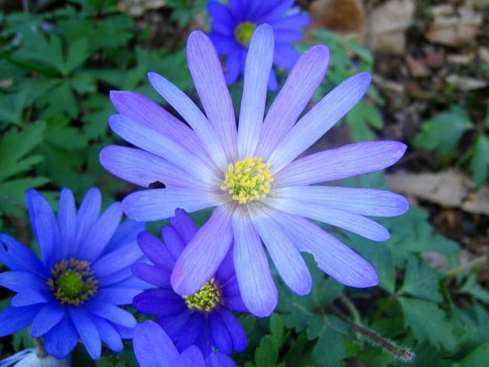 blue-flowered winter windflower