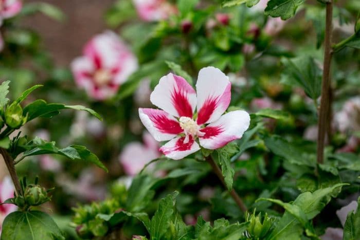 rose of Sharon 'Hamabo'