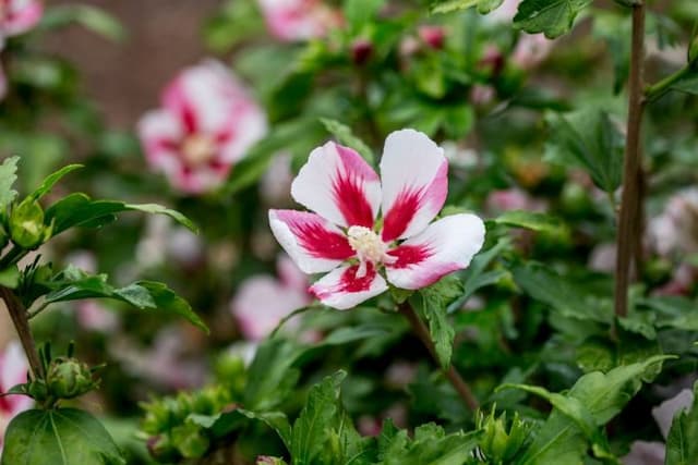 Rose of Sharon 'Hamabo'