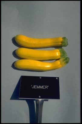 Courgette 'Jemmer'