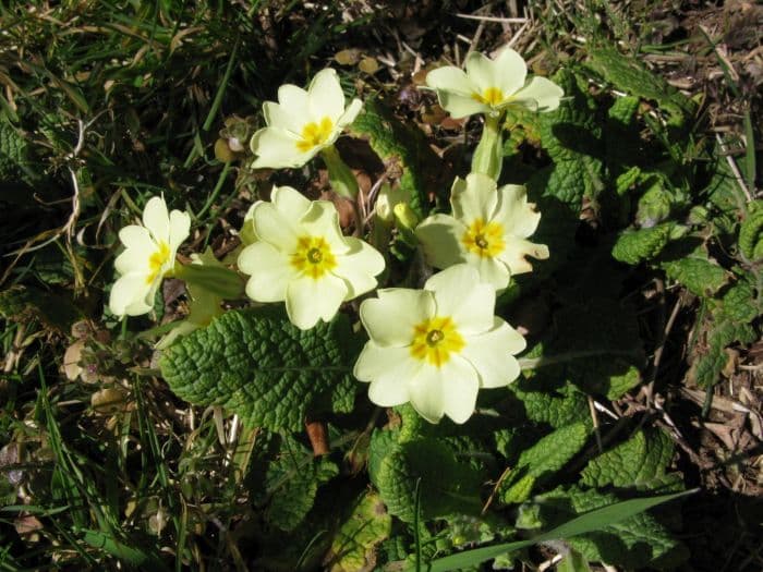 common primrose