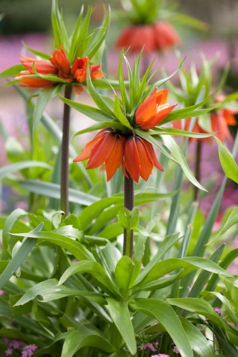 crown imperial 'Rubra'