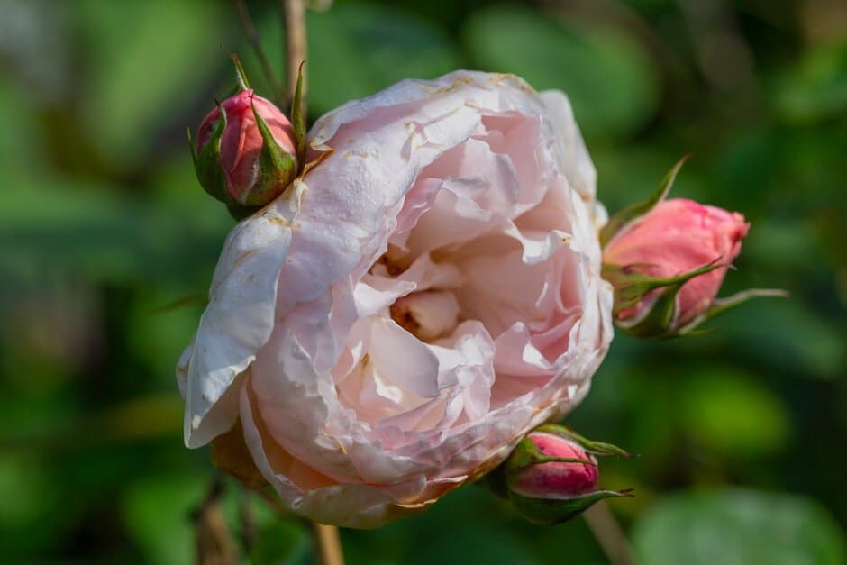 rose [Gentle Hermione]