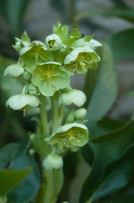 holly-leaved hellebore