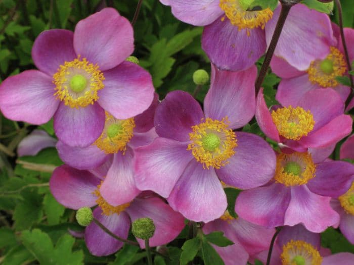 Japanese anemone 'Pretty Lady Susan'