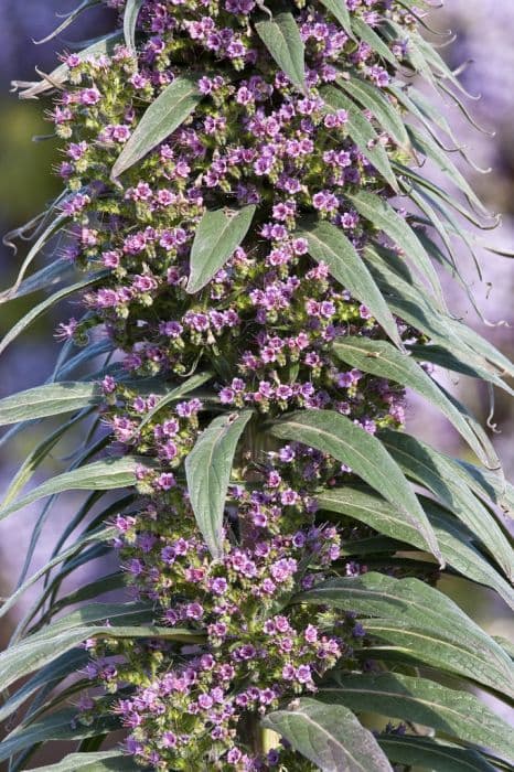 giant viper's bugloss