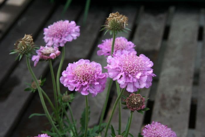 scabious 'Pink Mist'