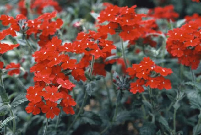 Vervain 'Lawrence Johnson'