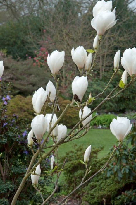 magnolia 'Anticipation'