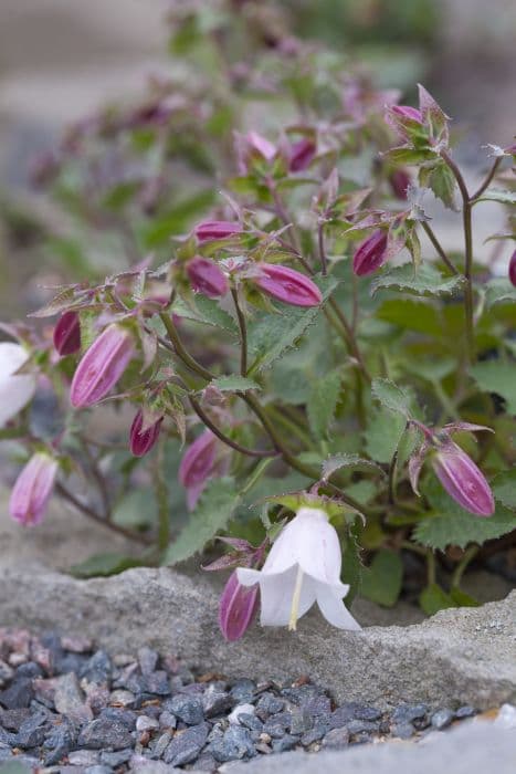 Choruhian bellflower