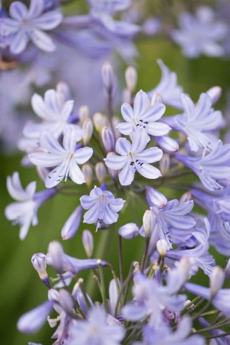 African lily 'Ice Blue Star'