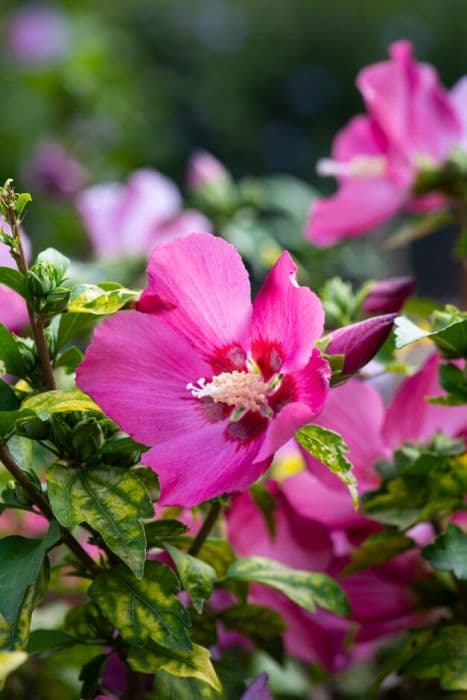 rose of Sharon 'Woodbridge'