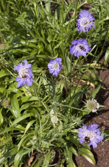 garden scabious