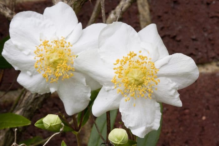 tree anemone 'Elizabeth'