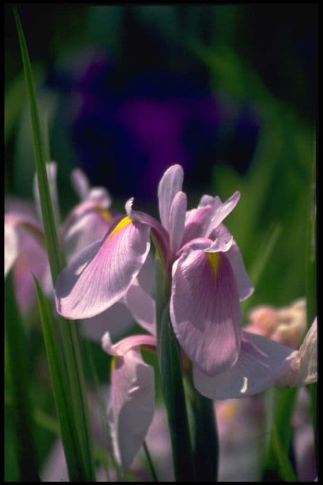 Japanese water iris 'Rose Queen'