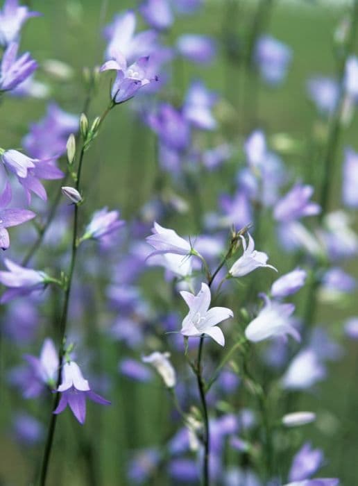 spreading bellflower