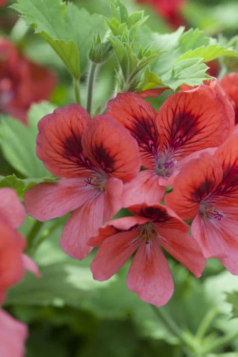 pelargonium 'Polka'