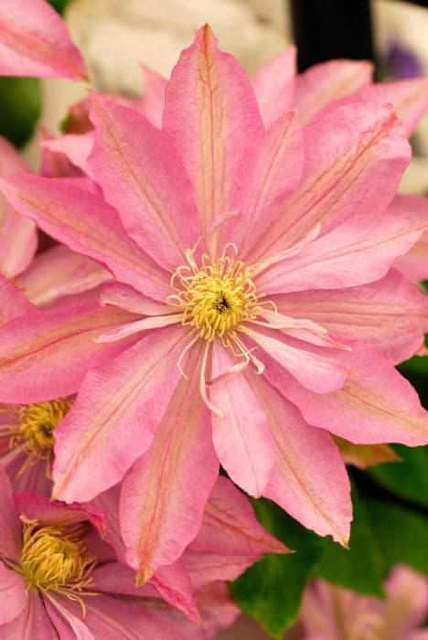 clematis 'Gojogawa'