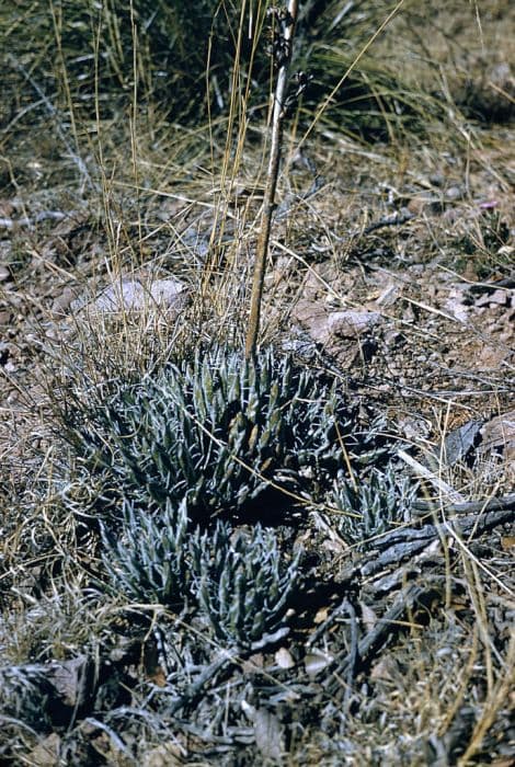 small-flowered agave