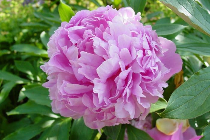 peony 'Monsieur Jules Elie'