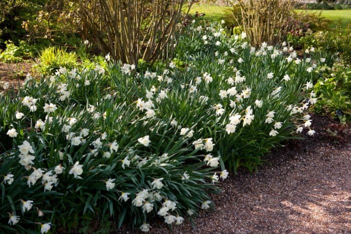 daffodil 'Mount Hood'