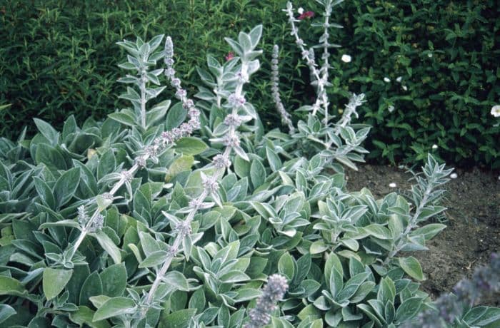 lamb's ear 'Big Ears'