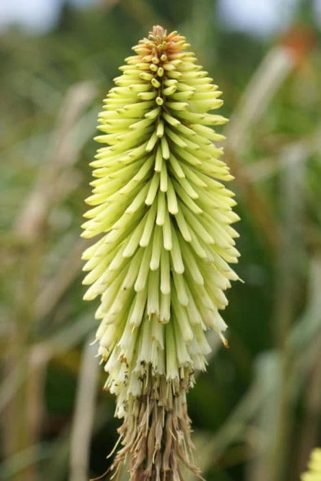 red-hot poker 'Green Jade'