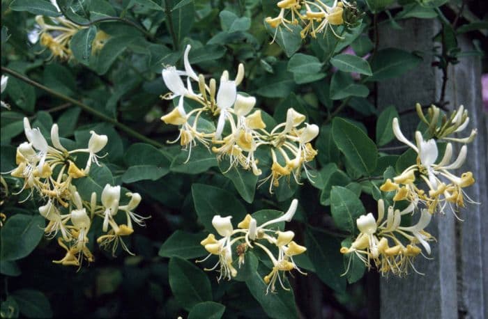 honeysuckle 'Graham Thomas'