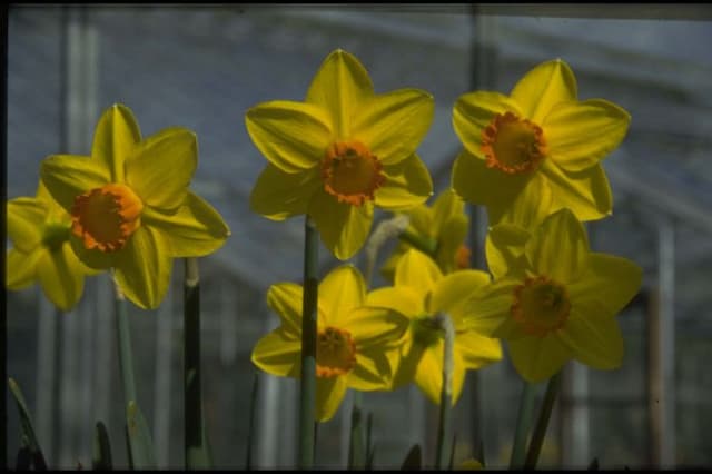 Daffodil 'Pinza'