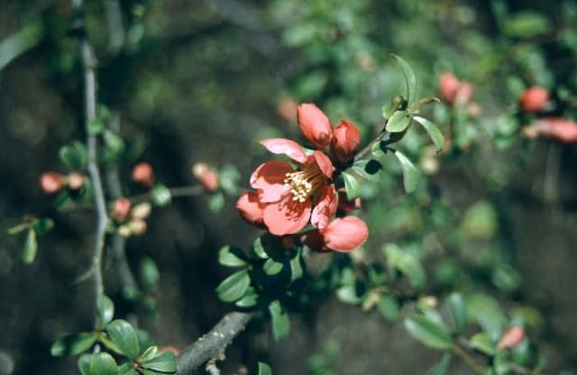 Japanese quince 'Crimson and Gold'
