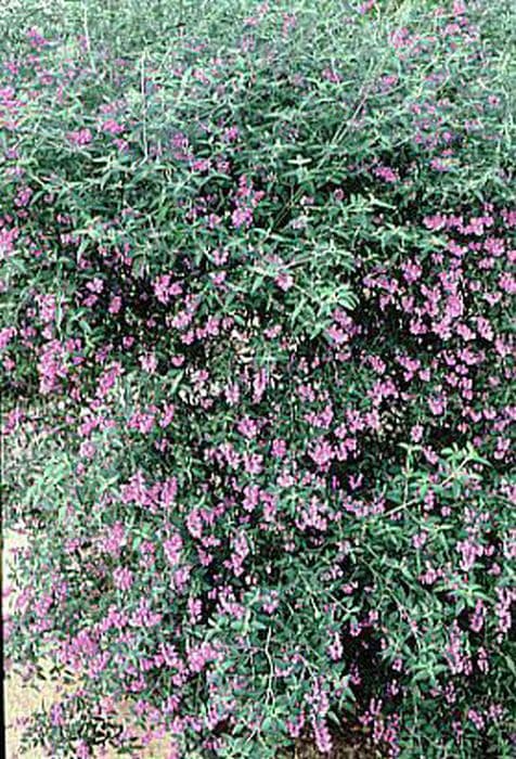 thousand flowered mint-bush