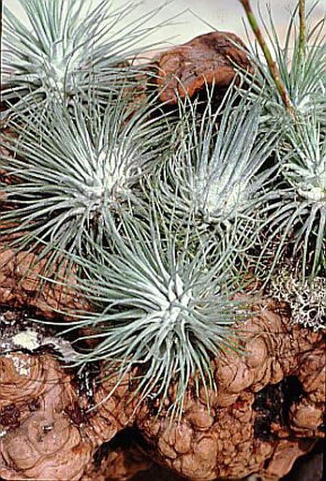 silver-leaved air plant