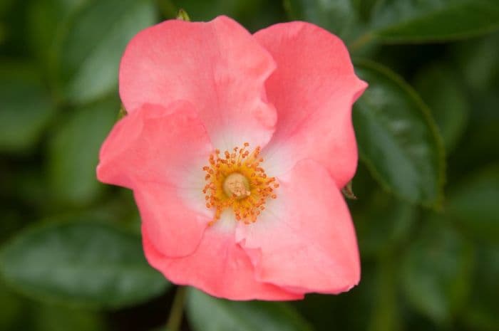 rose 'Flower Carpet Coral'