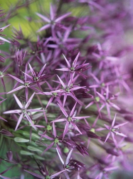 allium 'Violet Beauty'