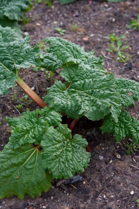 rhubarb 'Hawke's Champagne'