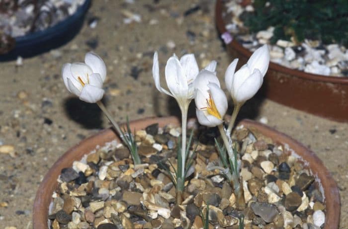 Adriatic crocus