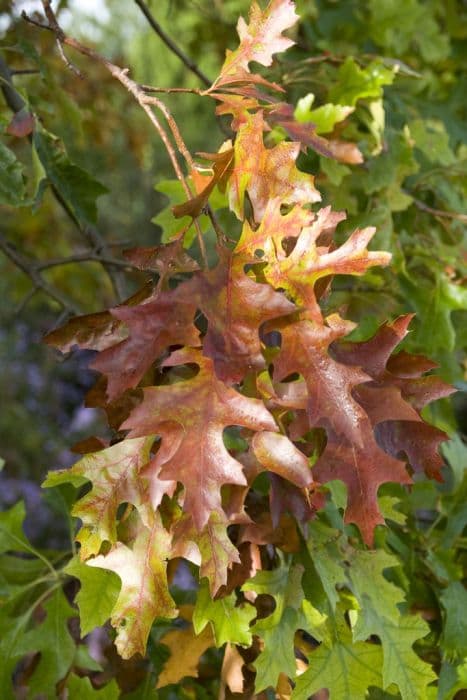 northern pin oak