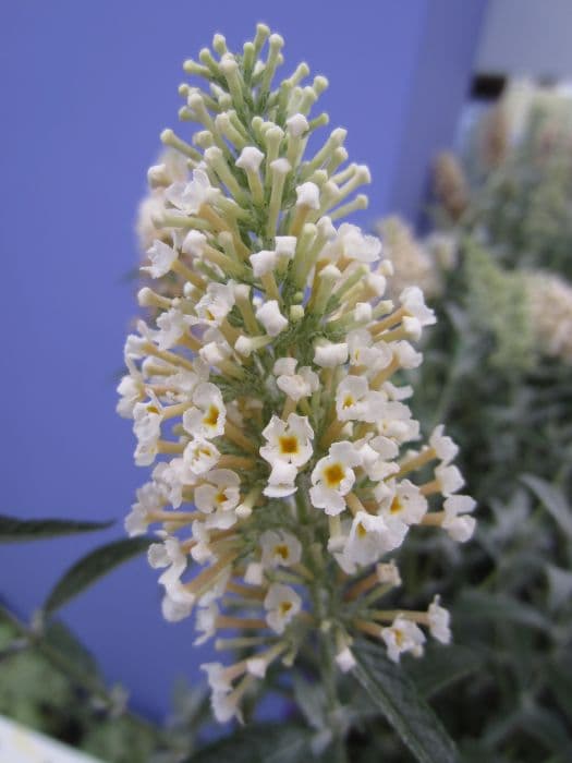 butterfly bush [Buzz Ivory]