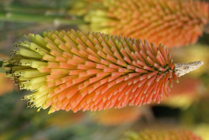 narrow-leaved red-hot poker