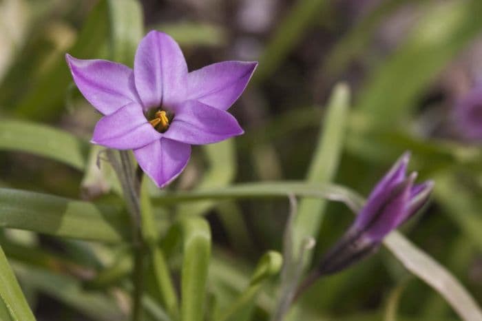 spring starflower 'Charlotte Bishop'