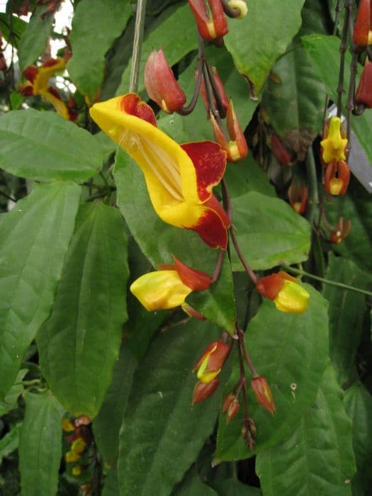 Mysore clock vine